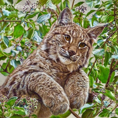 The Missing Lynx - 119 hours 
Brown Pastelmat board
14" x 17"
Ref.: My own photo